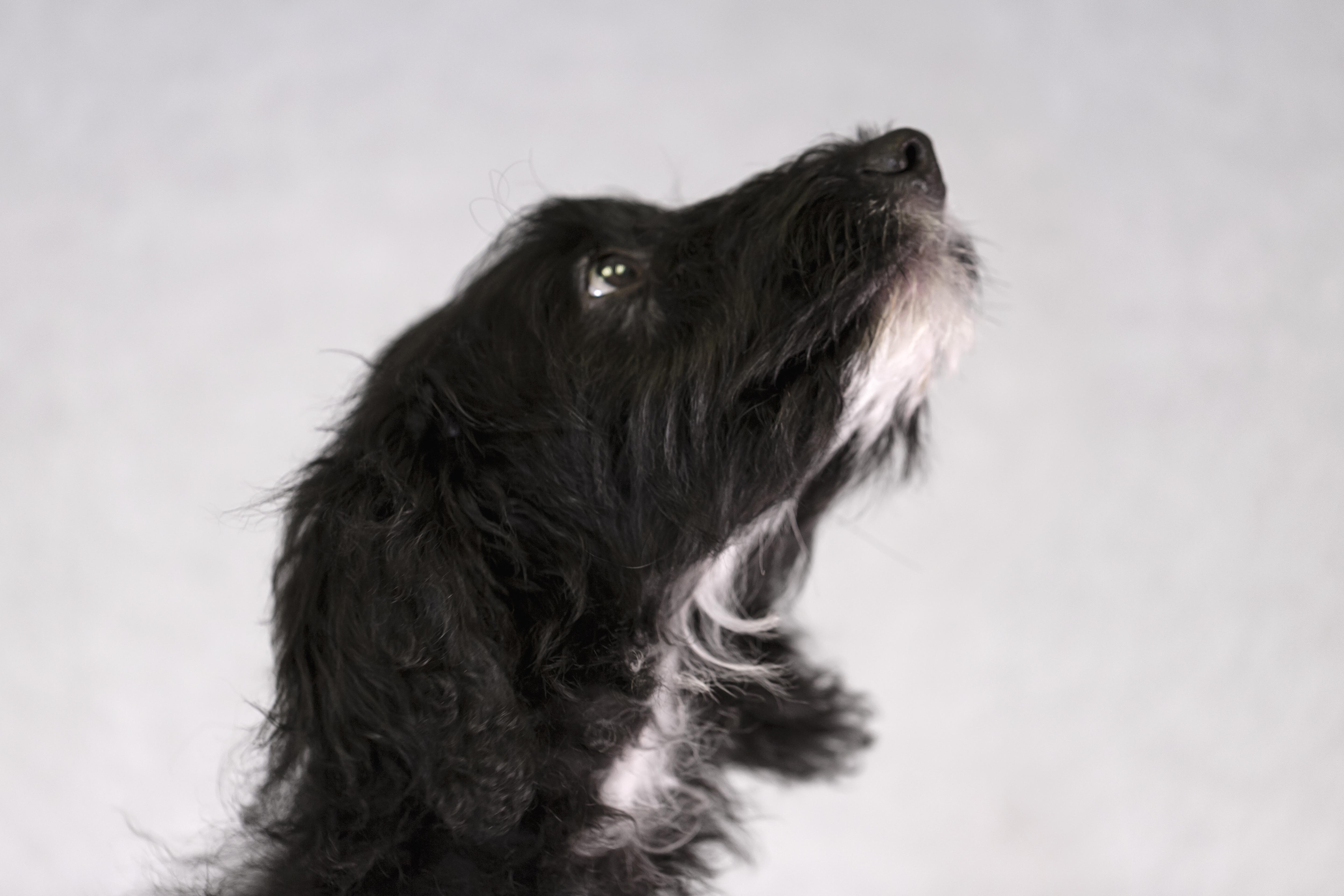 Elo's cute black and white dog Rufio